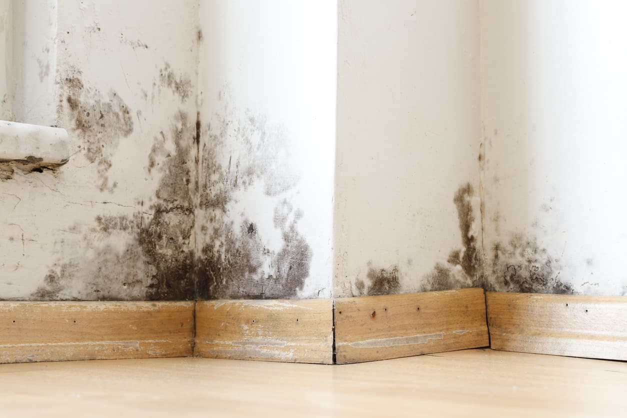 damp with black spots on a wall 